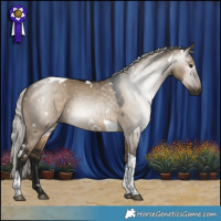 Horse Color:Gray White Spotted Silver Brown Dun Tobiano 