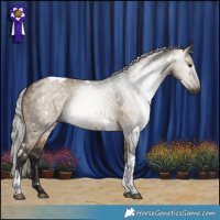 Horse Color:Gray White Spotted Silver Brown Dun Tobiano