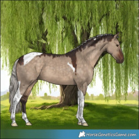 Horse Color:Silver Brown Dun Tobiano 
