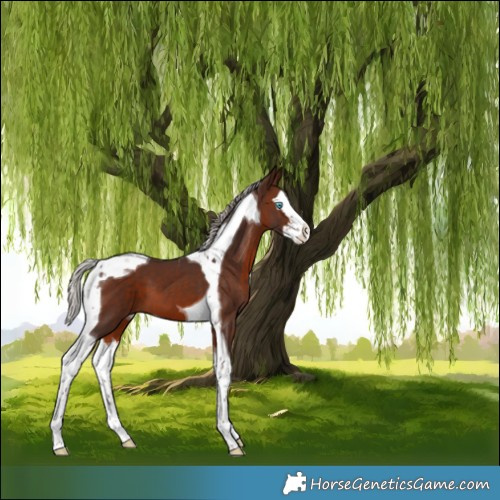 Horse Color:Silver Brown Splash Tobiano 