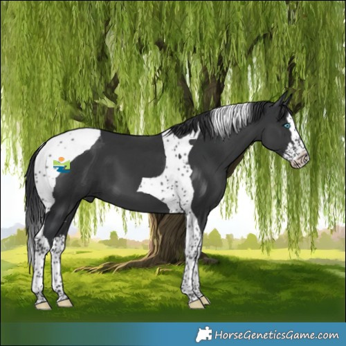 Horse Color:Black Splash Tobiano 