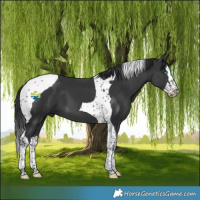 Horse Color:Black Splash Tobiano