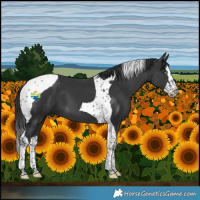 Horse Color:Black Splash Tobiano