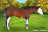 Horse Color:Bay Sabino Splash 