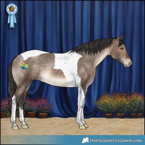 Horse Color:Brown Dun Tobiano Appaloosa Rabicano 