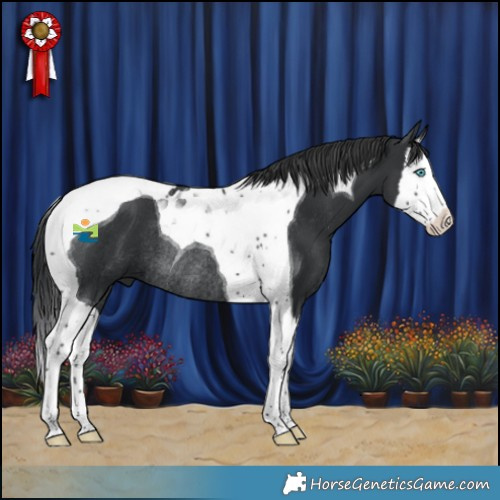 Horse Color:Black Splash Tobiano Rabicano 