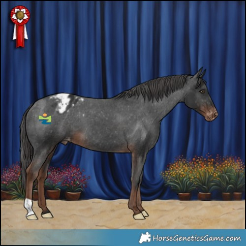 Horse Color:Liver Chestnut Appaloosa 