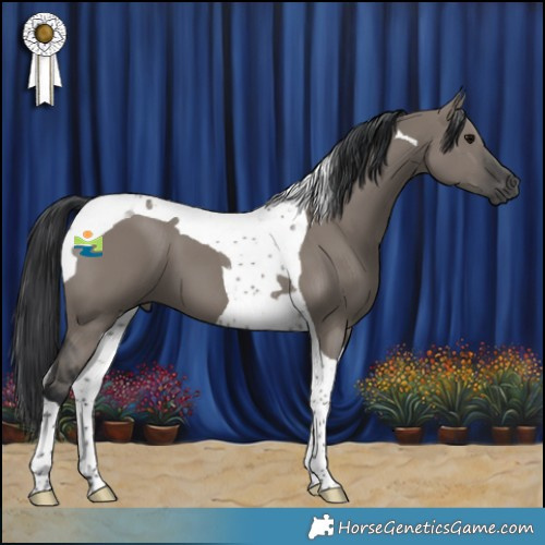 Horse Color:Grullo Tobiano 