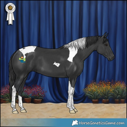Horse Color:Black Tobiano 