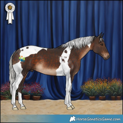 Horse Color:Silver Brown Tobiano 