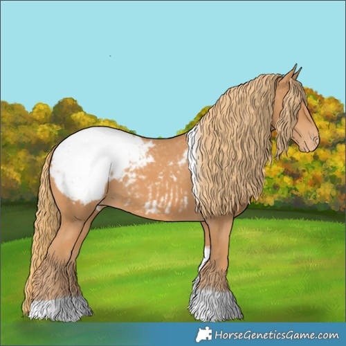Horse Color:Chestnut Tobiano Appaloosa