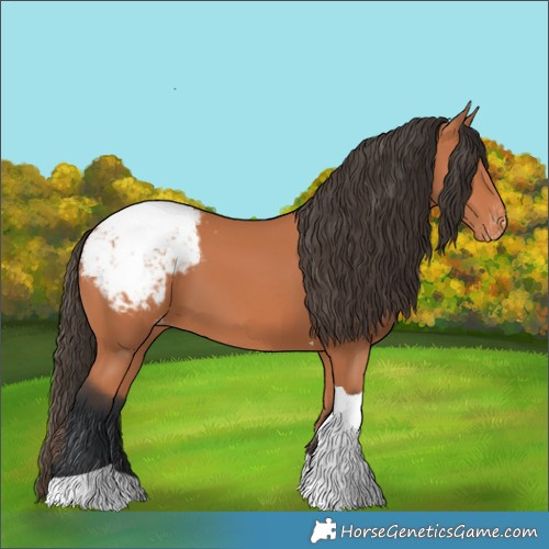 Horse Color:Bay Tobiano Appaloosa