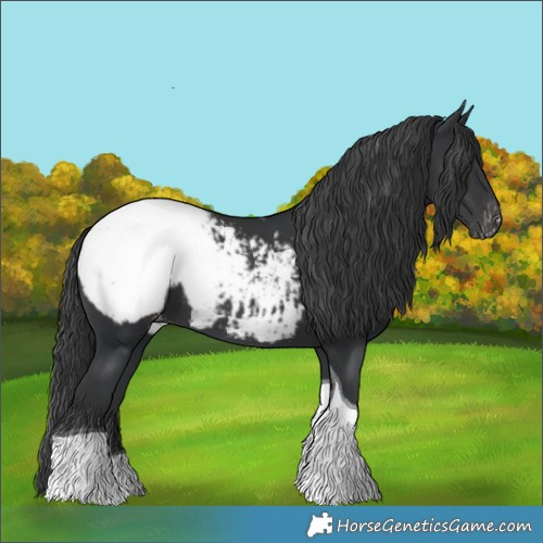 Horse Color:Black Tobiano Appaloosa 