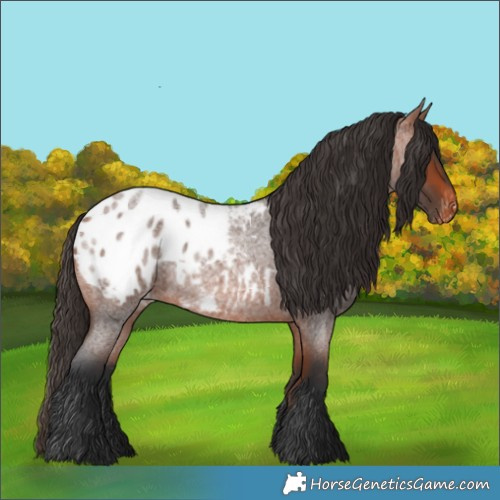 Horse Color:Bay Roan Appaloosa