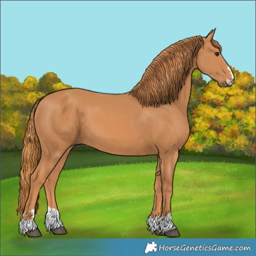 Horse Color:Chestnut 