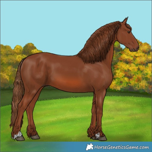 Horse Color:Chestnut 