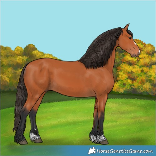Horse Color:Bay 