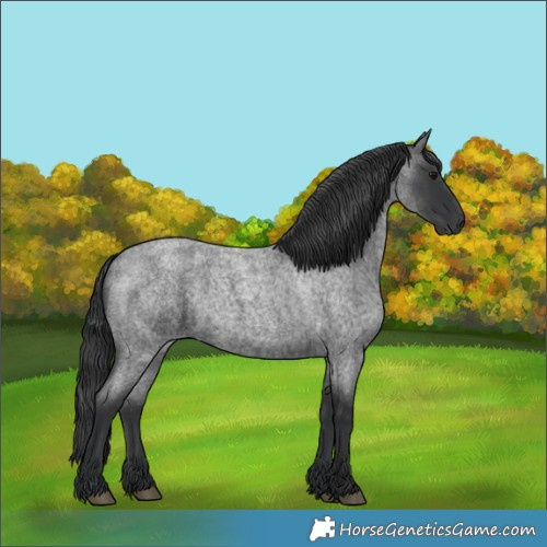 Horse Color:Blue Roan 