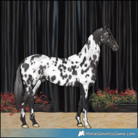 Horse Color:White Spotted Smoky Black Near Leopard 