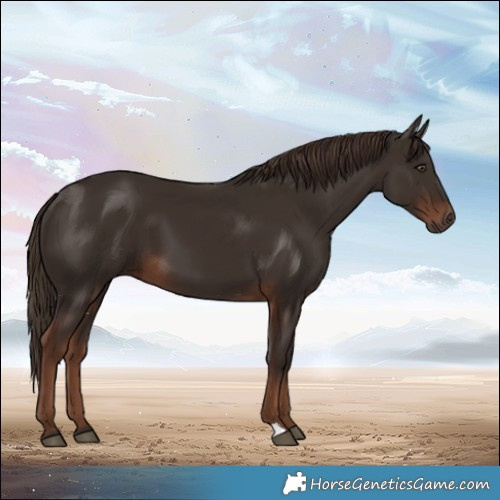 Horse Color:Liver Chestnut 