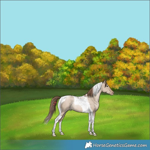 Horse Color:Grullo Pearl Tobiano Rabicano 