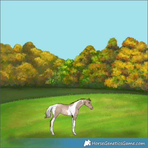 Horse Color:Grullo Pearl Tobiano Rabicano 