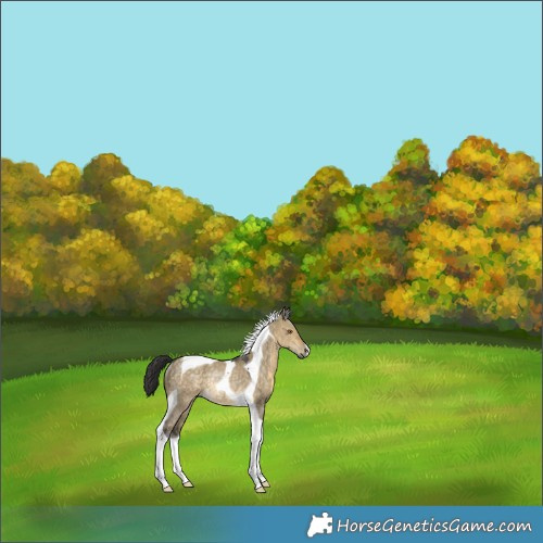 Horse Color:Buckskin Dun Tobiano Rabicano 