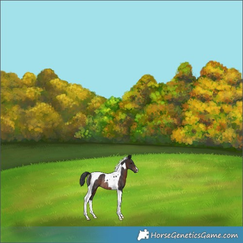 Horse Color:Brown Tobiano Rabicano 