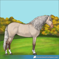Horse Color:Silver Brown Dun Varnish 