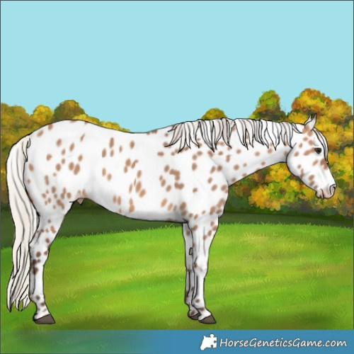 Horse Color:Silver Brown Dun Appaloosa 