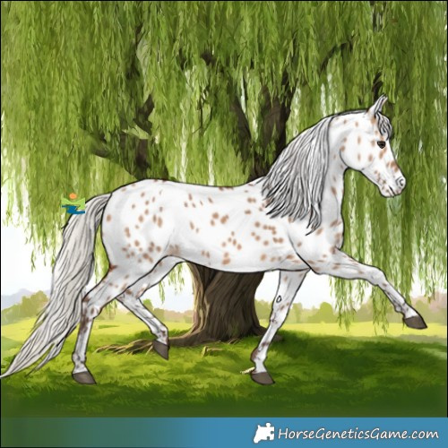 Horse Color:Silver Brown Dun Appaloosa 