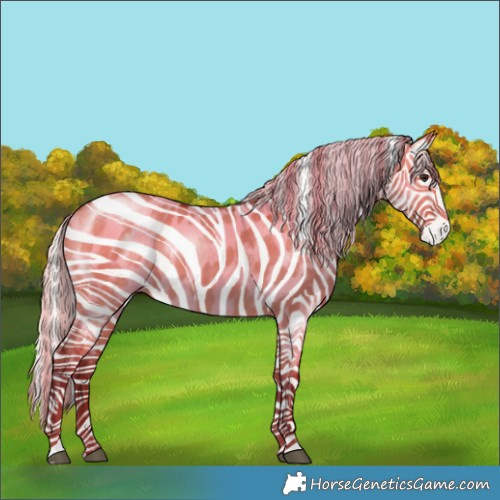 Horse Color:Silver Brown Dun Appaloosa 