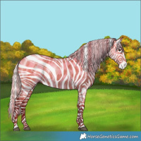 Horse Color:Silver Brown Dun Near Leopard 