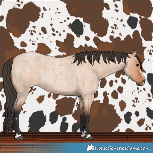Horse Color:Bay Roan Dun 