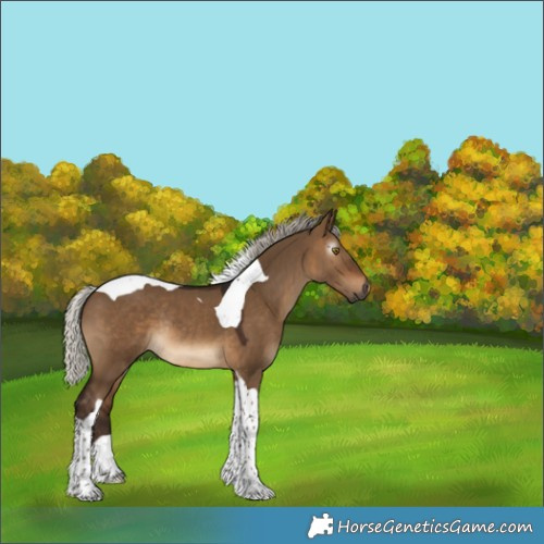 Horse Color:Gray Silver Bay Dun Tobiano Rabicano 