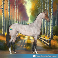 Horse Color:Bay Roan 
