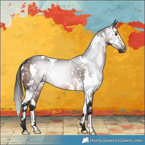 Horse Color:Gray White Spotted Bay Splash Rabicano 