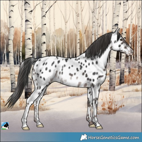 Horse Color:Platinum Liver Chestnut Appaloosa Rabicano 