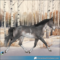Horse Color:Platinum Brown Sabino Rabicano 