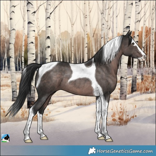 Horse Color:Platinum Liver Chestnut Splash Tobiano Rabicano 