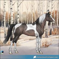 Horse Color:Platinum Liver Chestnut Splash Tobiano Rabicano