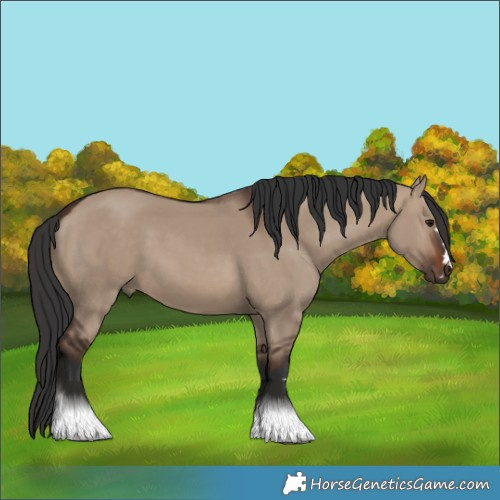 Horse Color:Brown Dun 