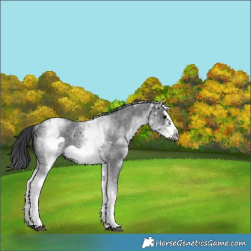 Horse Color:White Spotted Black Sabino Splash Frame Varnish 