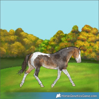 Horse Color:Buckskin Merle Splash Tobiano 