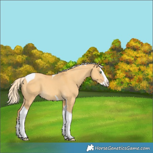 Horse Color:Gold Cream Champagne Dun Splash Tobiano 