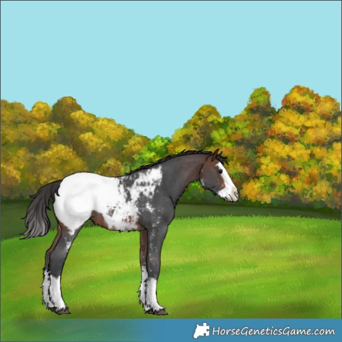 Horse Color:Brown Sabino Splash Near Fewspot