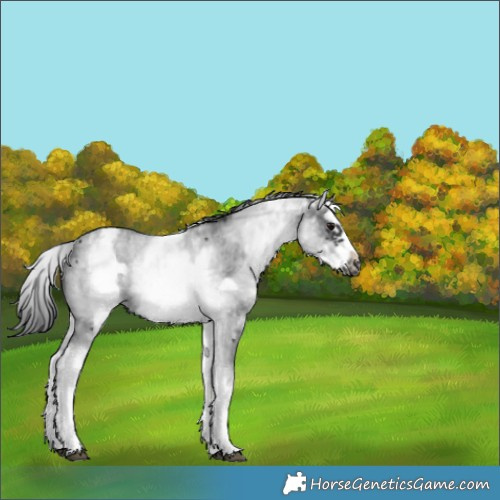 Horse Color:White Spotted Black Sabino Splash Frame Varnish 