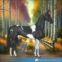 Horse Color:Black Tobiano 