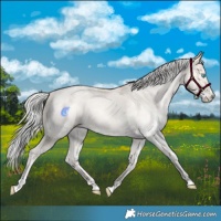 Horse Color:Silver Amber Champagne Pearl Dun Tobiano Appaloosa Rabicano  and White Spotted Silver Amber Champagne Pearl Dun Tobiano Appaloosa Rabicano 
