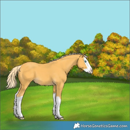 Horse Color:Palomino Splash 